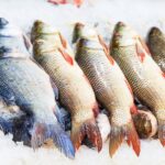 Cómo identificar zonas de alimentación de peces en pantanos.