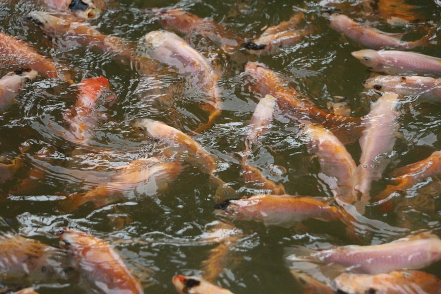 Photo identify fish feeding zones