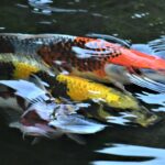 Pesca de peces ornamentales en pantanos exóticos.