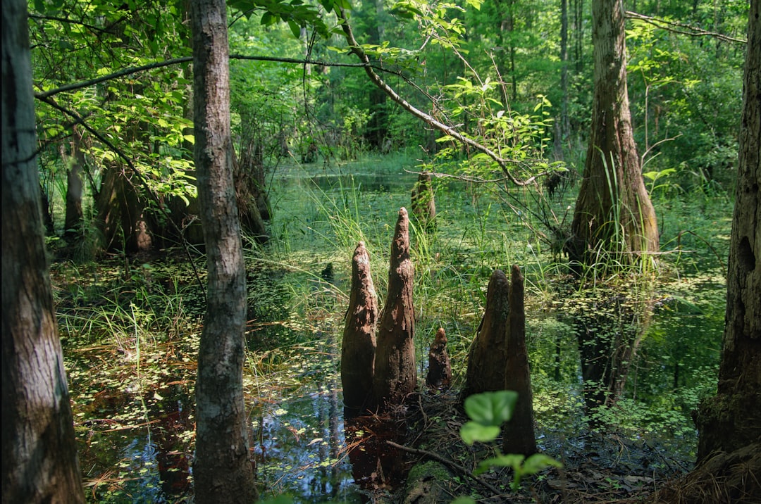 Photo fishing in deep swamp areas