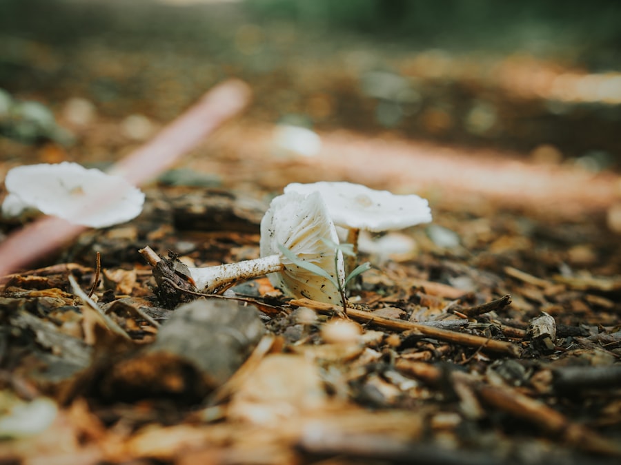 señuelos biodegradables