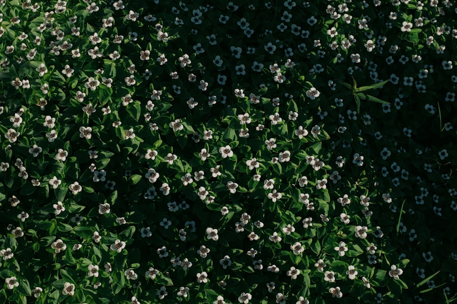 Photo ecosondas portátiles