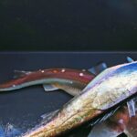 Secretos de la pesca con el Fish-Finder Rig y el Plomo Corrido para atrapar la dorada recelosa: lectura picada y técnica para soltar línea