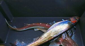 Secretos de la pesca con el Fish-Finder Rig y el Plomo Corrido para atrapar la dorada recelosa: lectura picada y técnica para soltar línea