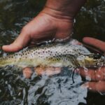 Nudo Palomar: El Mejor Nudo para la Pesca