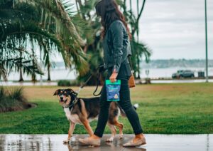 Paseante walk-the-dog para anjova en calma: zigzag, ritmo y errores comunes