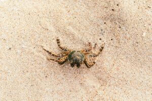 Cangrejo verde para dorada en roca: montaje anti-giro, elástico y errores comunes
