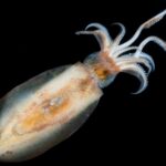 Egi 2.5 y 3.0 para calamar desde muelle: conteo, jerks suaves y fallos de principiante