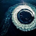 Upwelling: aguas frías y pesca