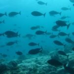 Cómo detectar señales de peces y actividad