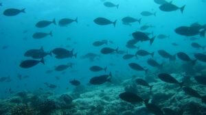 Cómo detectar señales de peces y actividad
